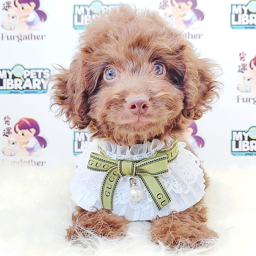 Tiny Toy Poodle Puppy (Male) For Sale