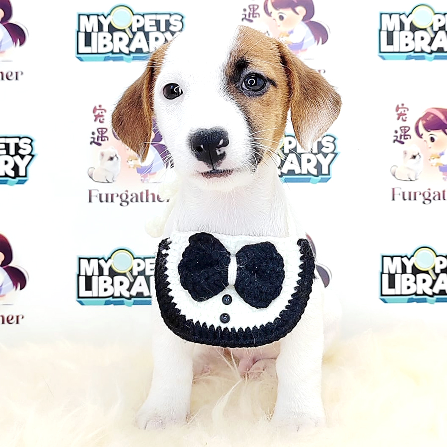 Jack Russell Puppy (Male) For Sale