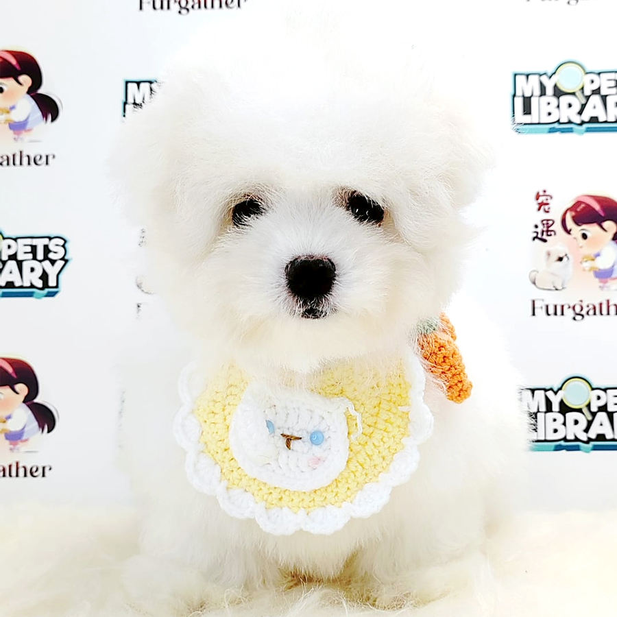 Maltipoo Puppy (Male) For Sale