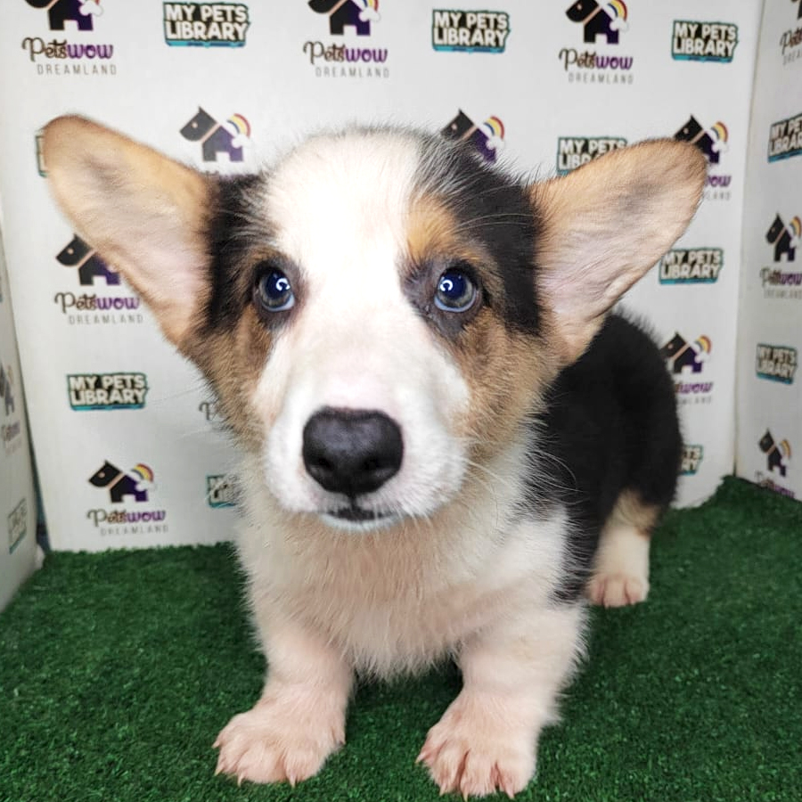 Pembroke Welsh Corgi Puppy (Male) For Sale