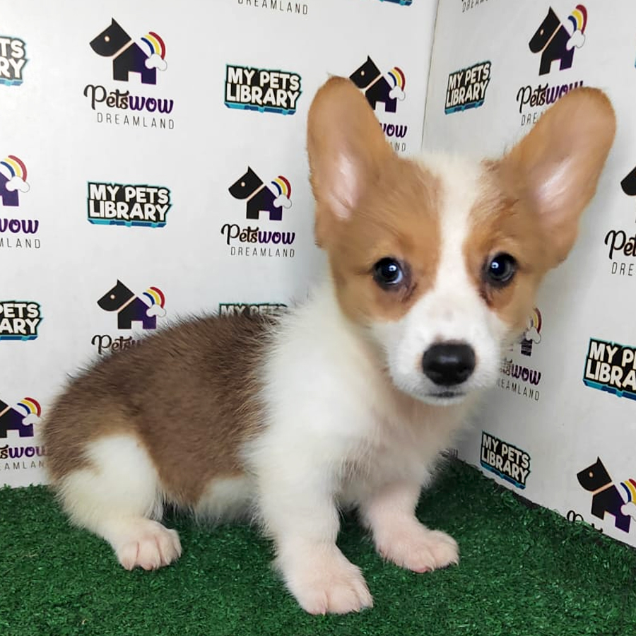 Pembroke Welsh Corgi Puppy (Female) For Sale