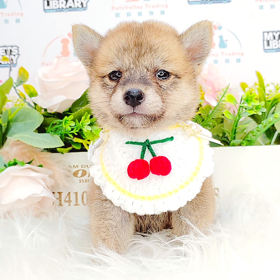 Shiba Inu Puppy (Female) For Sale
