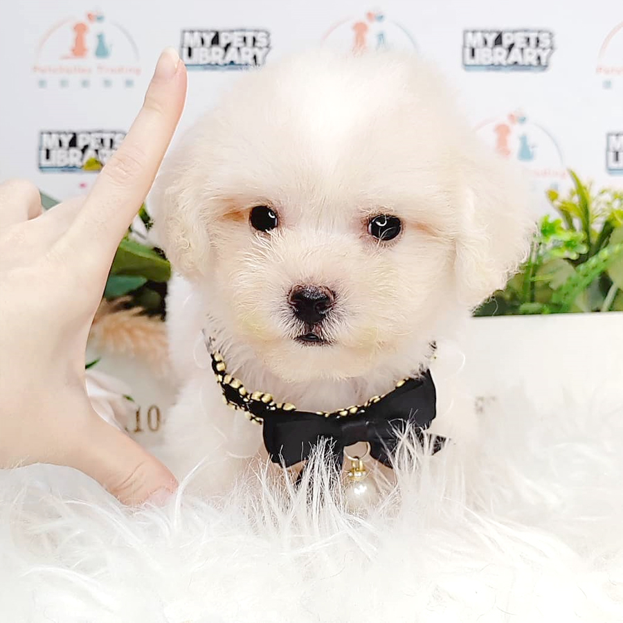 Maltipoo Puppy (Male) For Sale