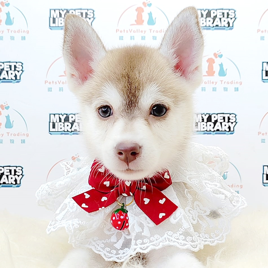 Pomsky Puppy (Female) For Sale