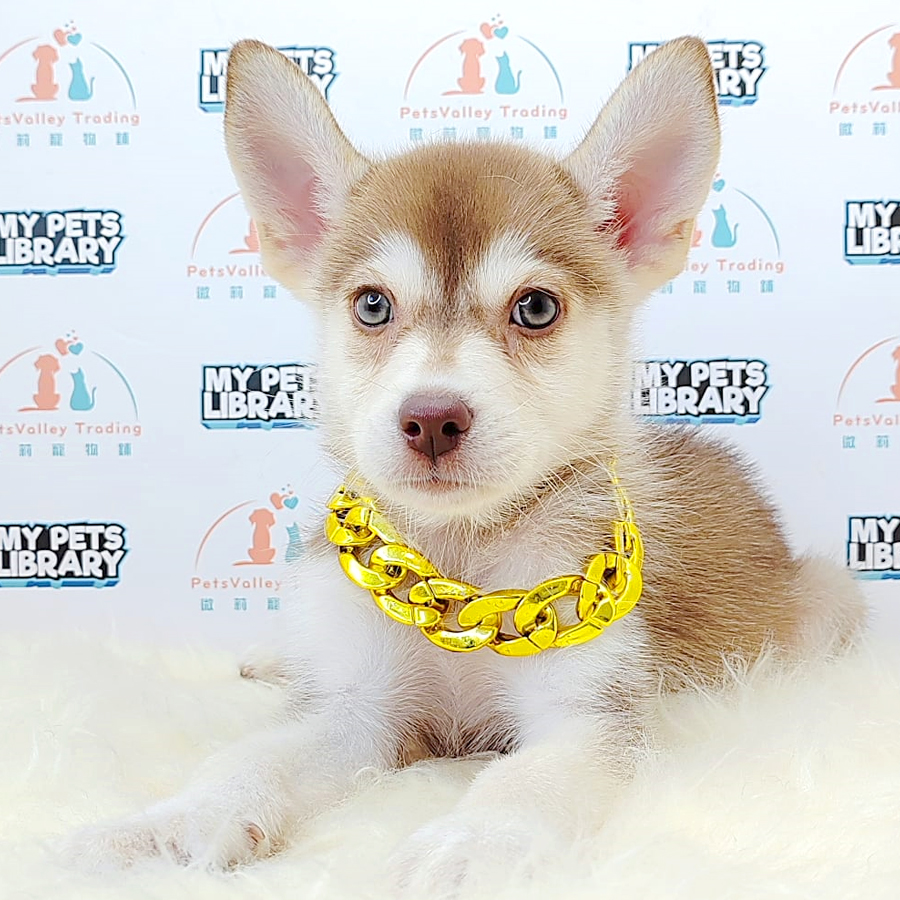 Pomsky Puppy (Male) For Sale