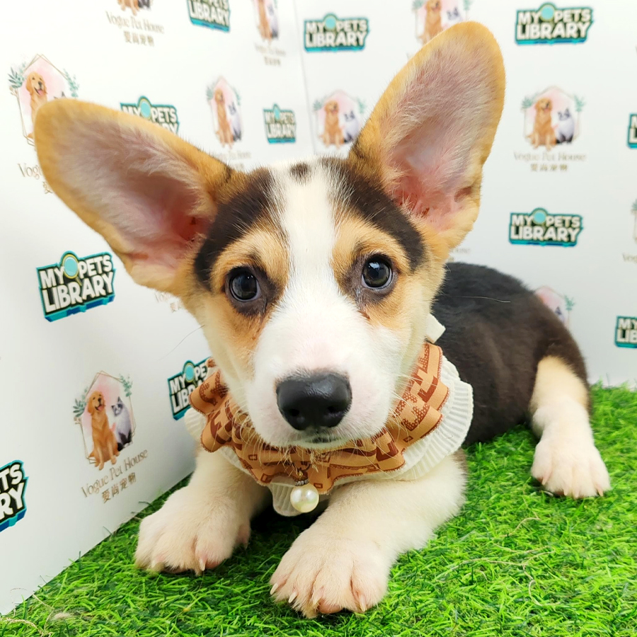 Welsh Corgi Puppy (Male) For Sale