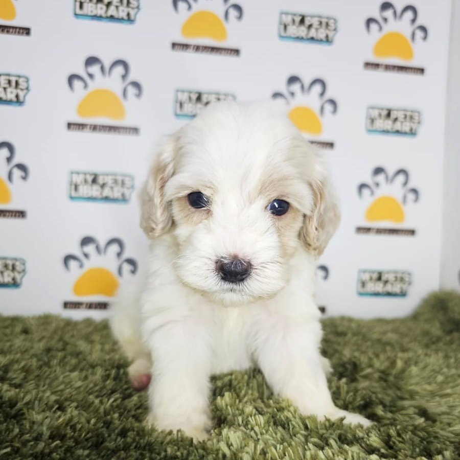 Tiny Poodle Puppy (Male) For Sale