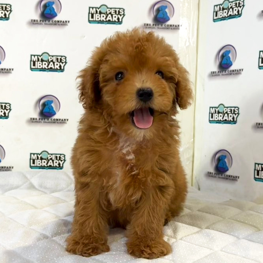 Toy Poodle Puppy (Female) For Sale