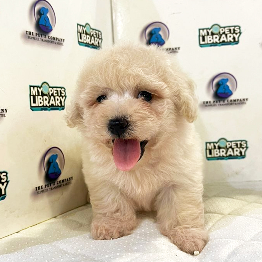 Bichon Mix Poodle Puppy (Female) For Sale