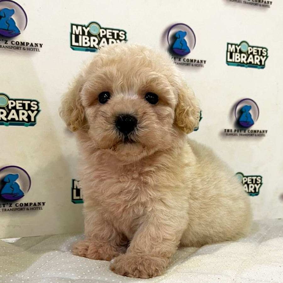 Bichon Mix Poodle Puppy (Female) For Sale