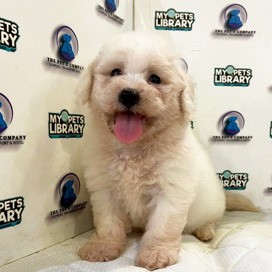Bichon Mix Poodle Puppy (Male) For Sale