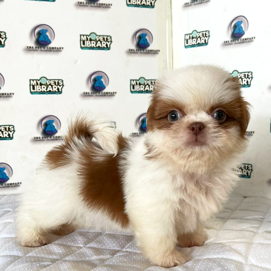Shih Tzu Puppy (Male) For Sale