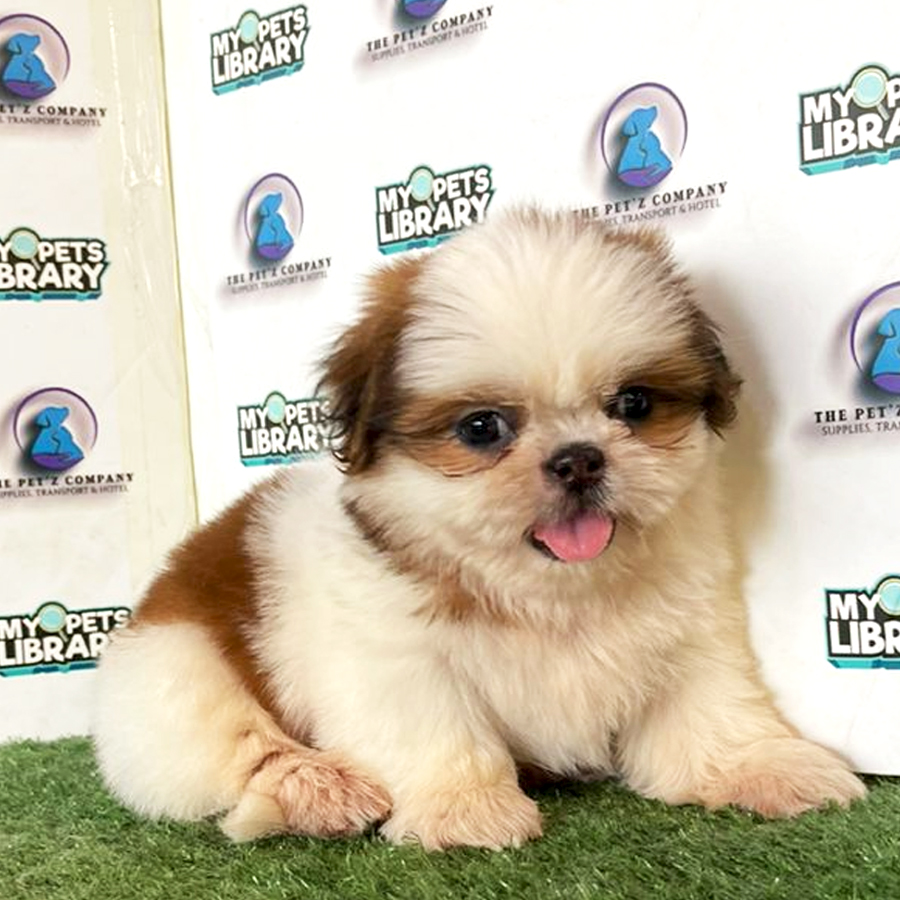 Shih Tzu Puppy (Male) For Sale