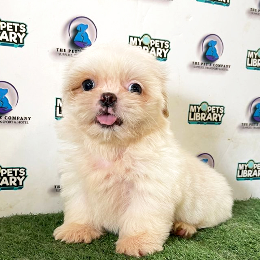 Shih Tzu Puppy (Female) For Sale