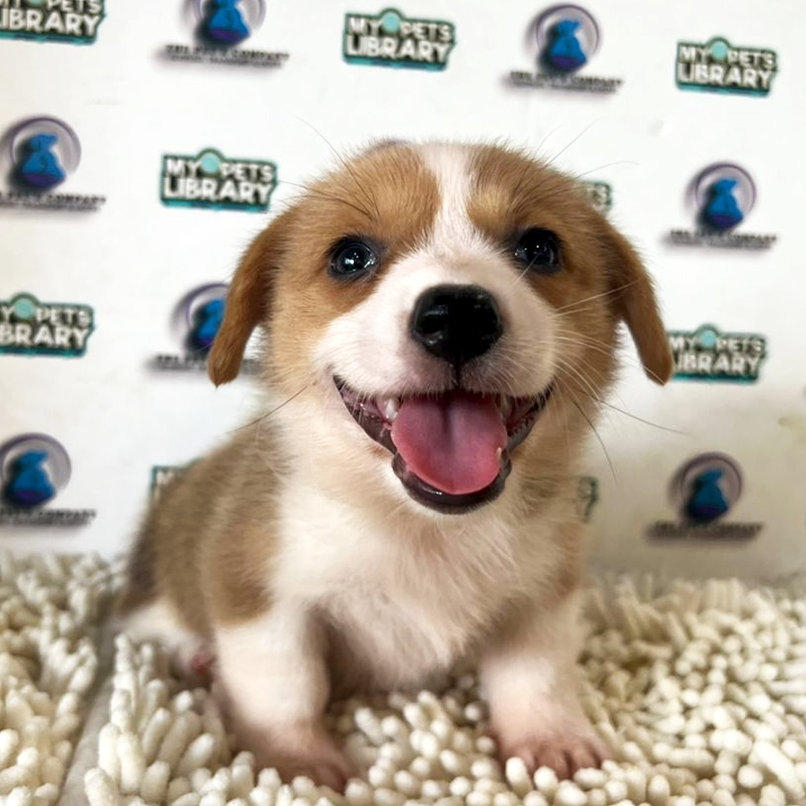 Corgi Puppy (Female) For Sale