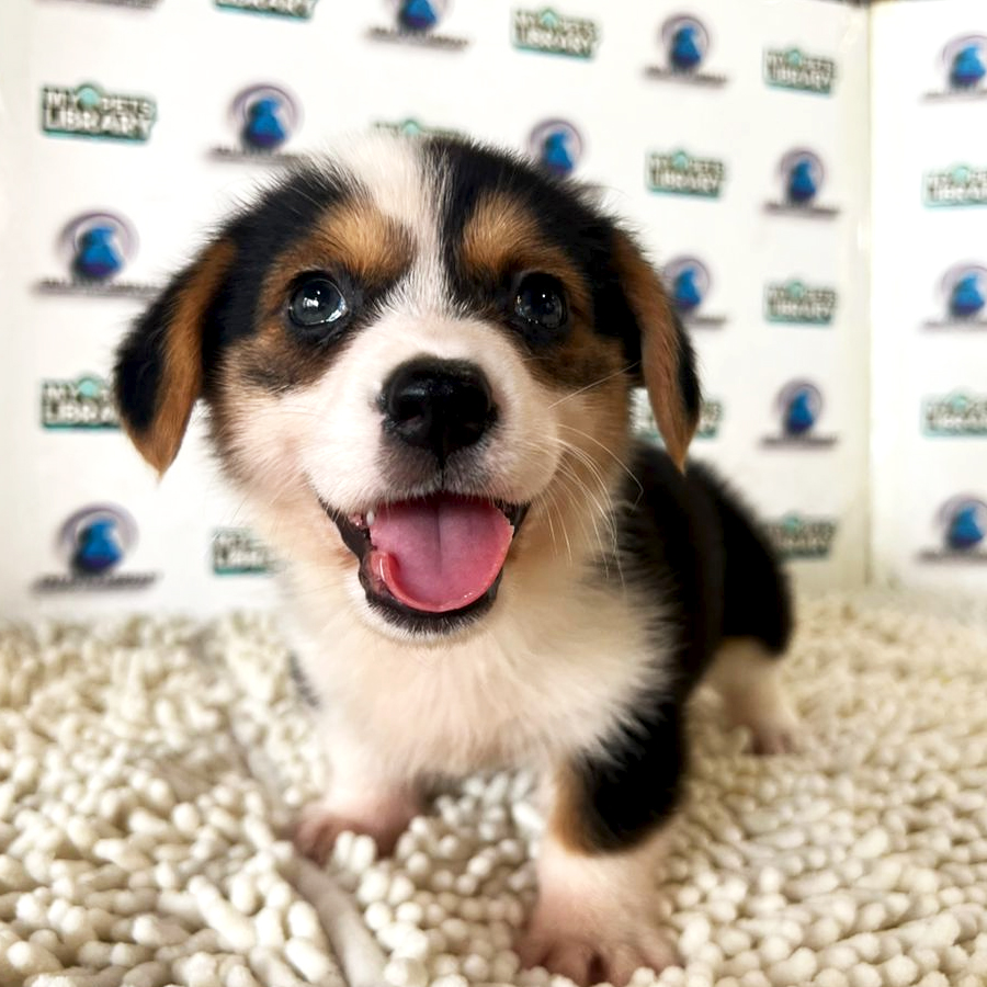 Corgi Puppy (Male) For Sale