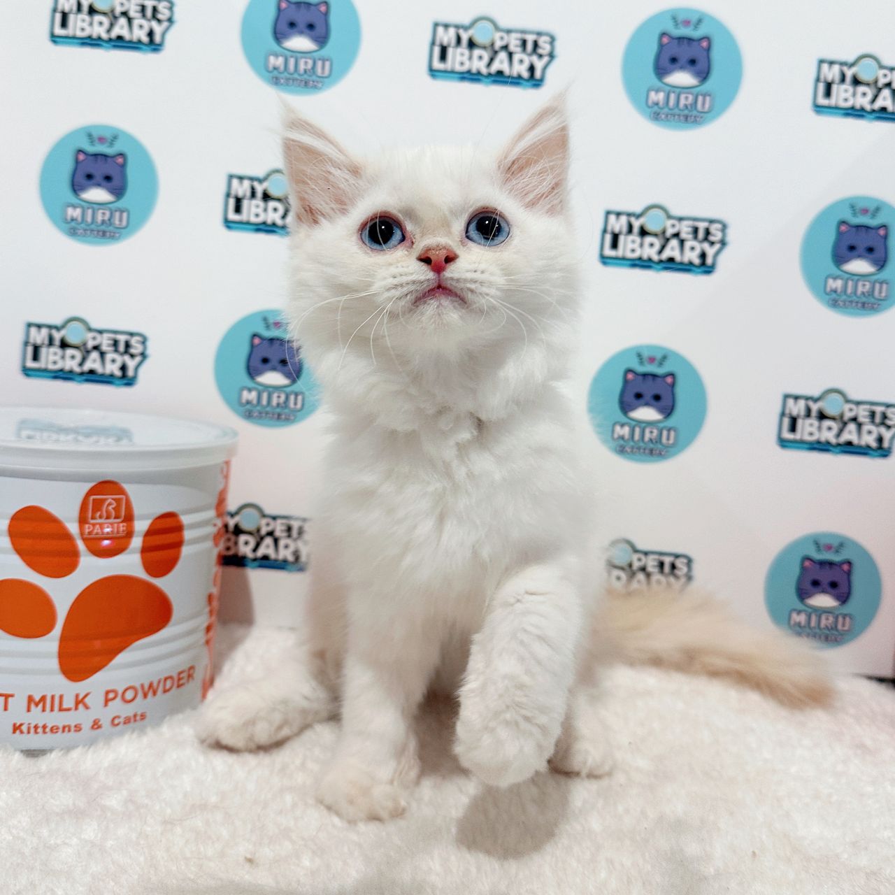 Turkish Angora Persian Kitten (Female) For Sale