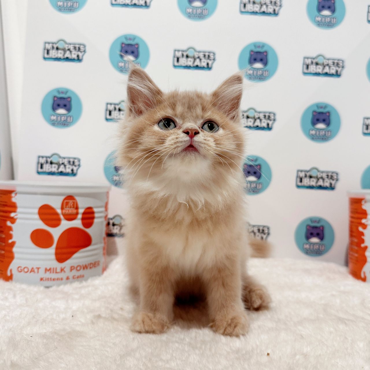 Turkish Angora Persian Kitten (Male) For Sale