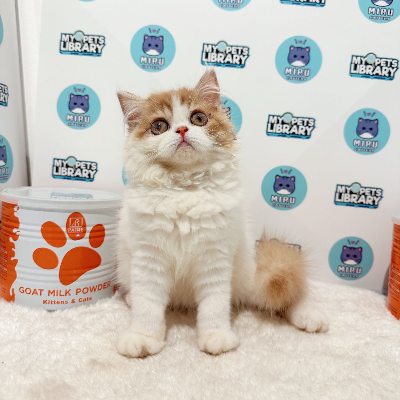 Persian Kitten (Female) For Sale