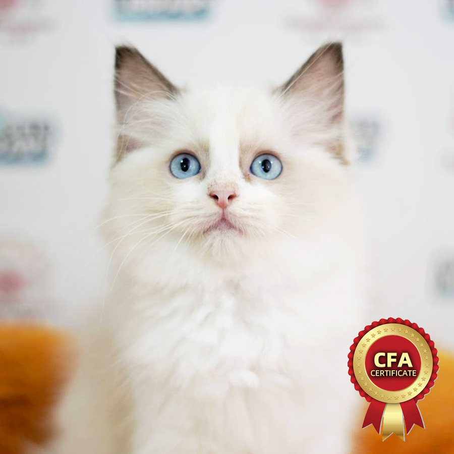 CFA Ragdoll Kitten (Male) For Sale