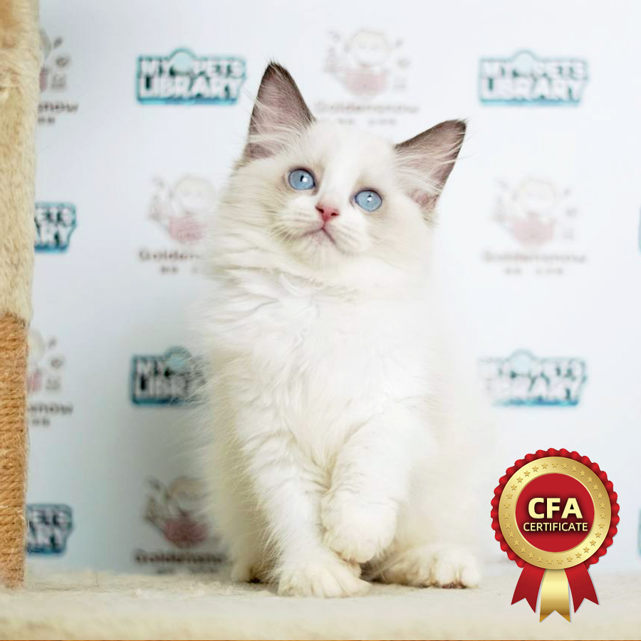 CFA Ragdoll Kitten (Female) For Sale