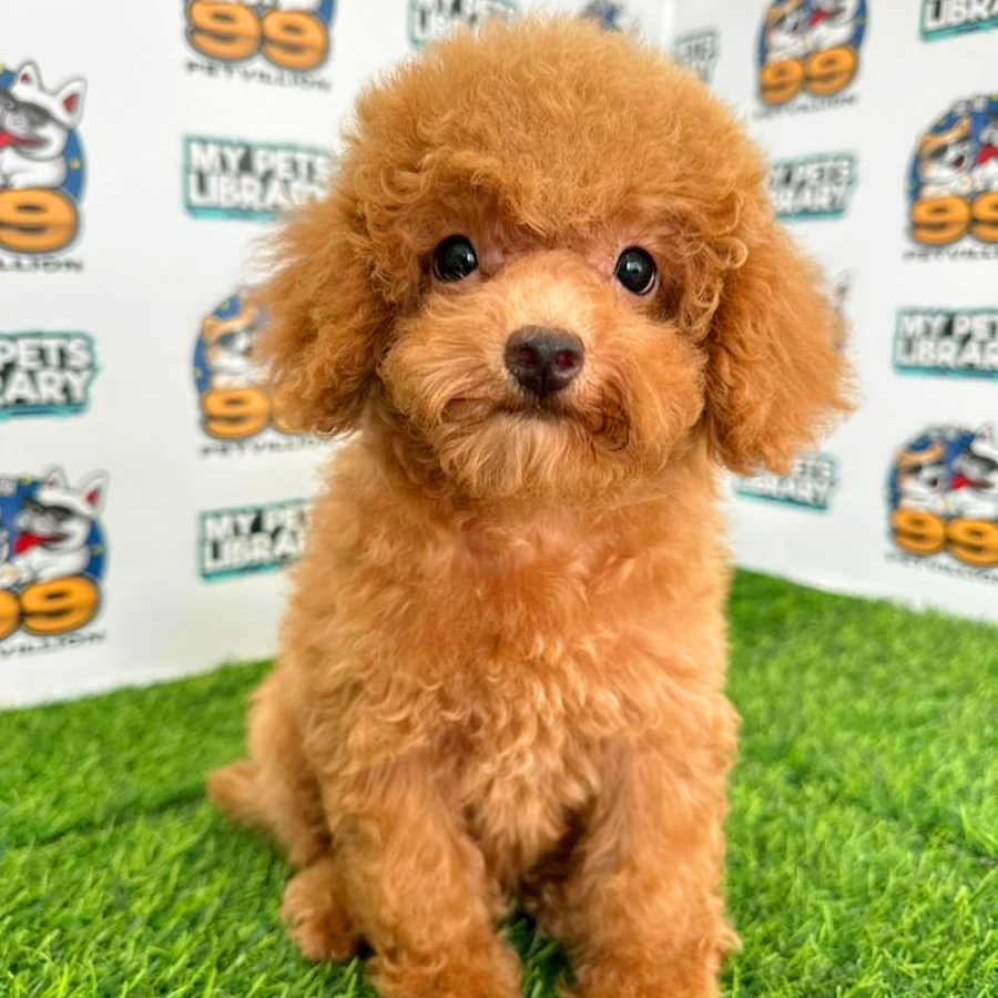 Toy Poodle Puppy (Female) For Sale
