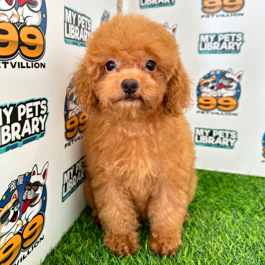 Toy Poodle Puppy (Female) For Sale