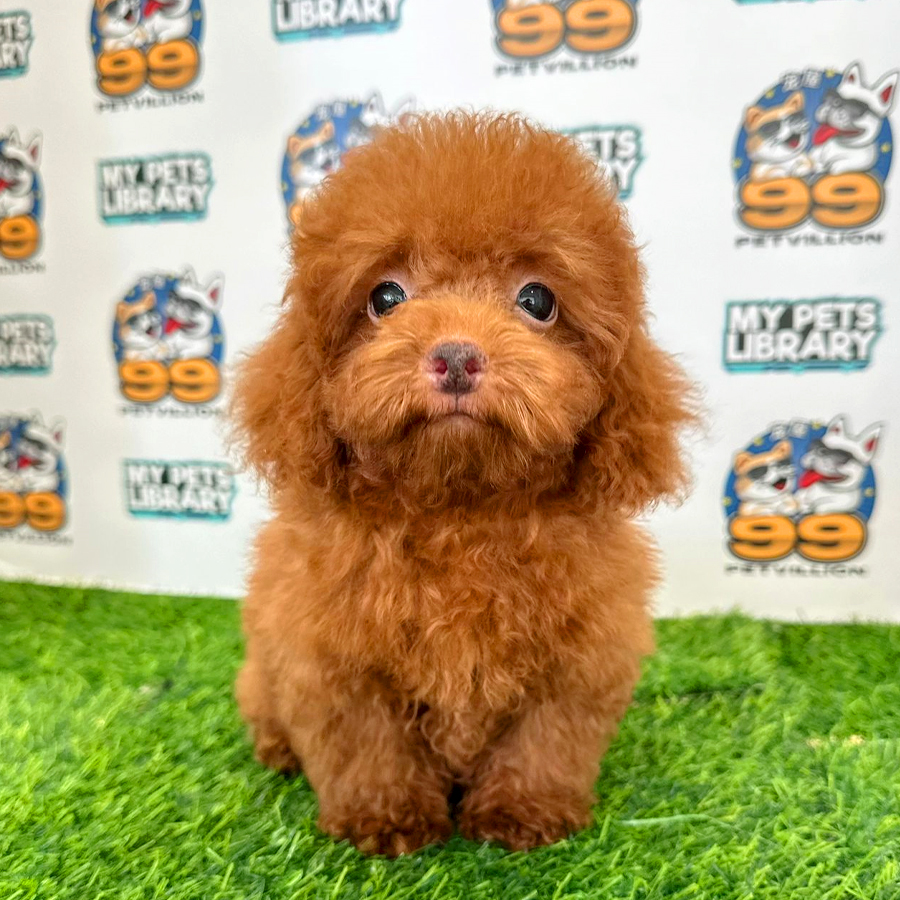 Toy Poodle Puppy (Male) For Sale