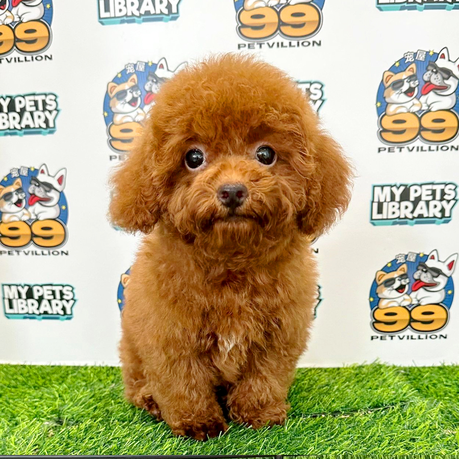 Toy Poodle Puppy (Male) For Sale