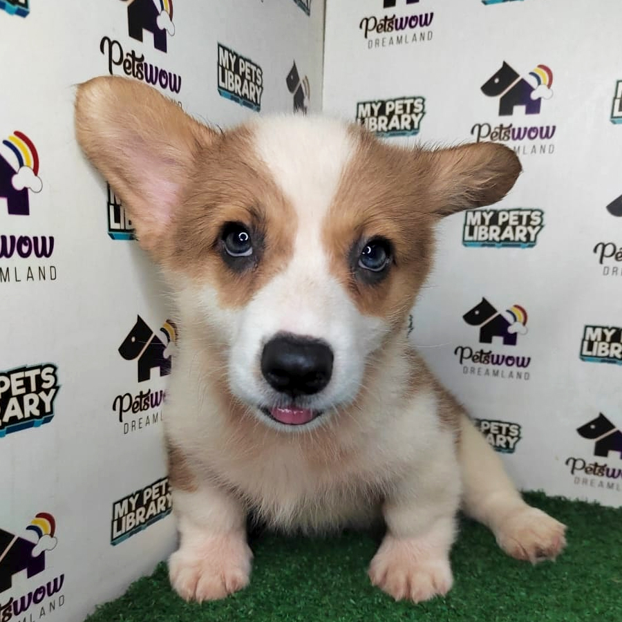 Pembroke Welsh Corgi Puppy (Female) For Sale