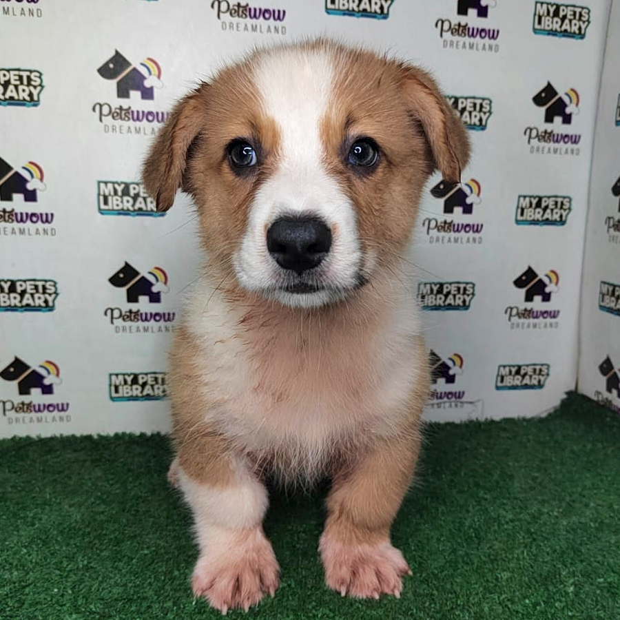 Pembroke Welsh Corgi Puppy (Male) For Sale