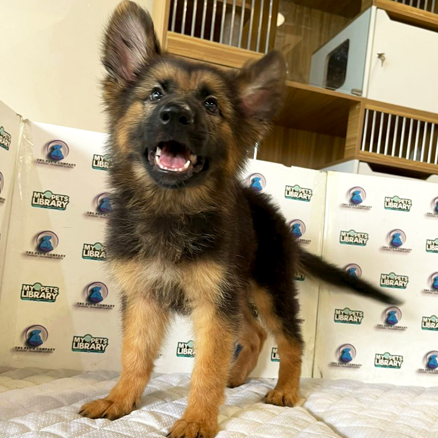 German Shepherd Puppy (Female) For Sale