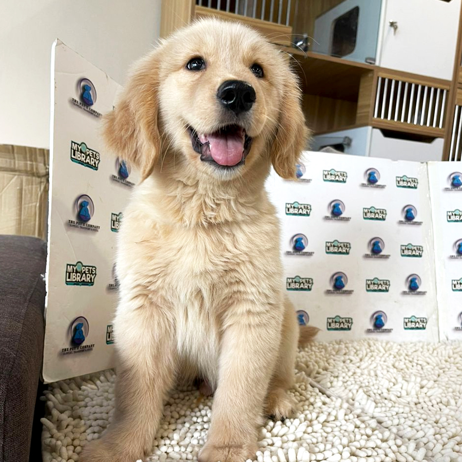 Golden Retriever Puppy (Male) For Sale