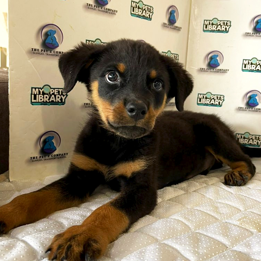 Rottweiler Puppy (Male) For Sale