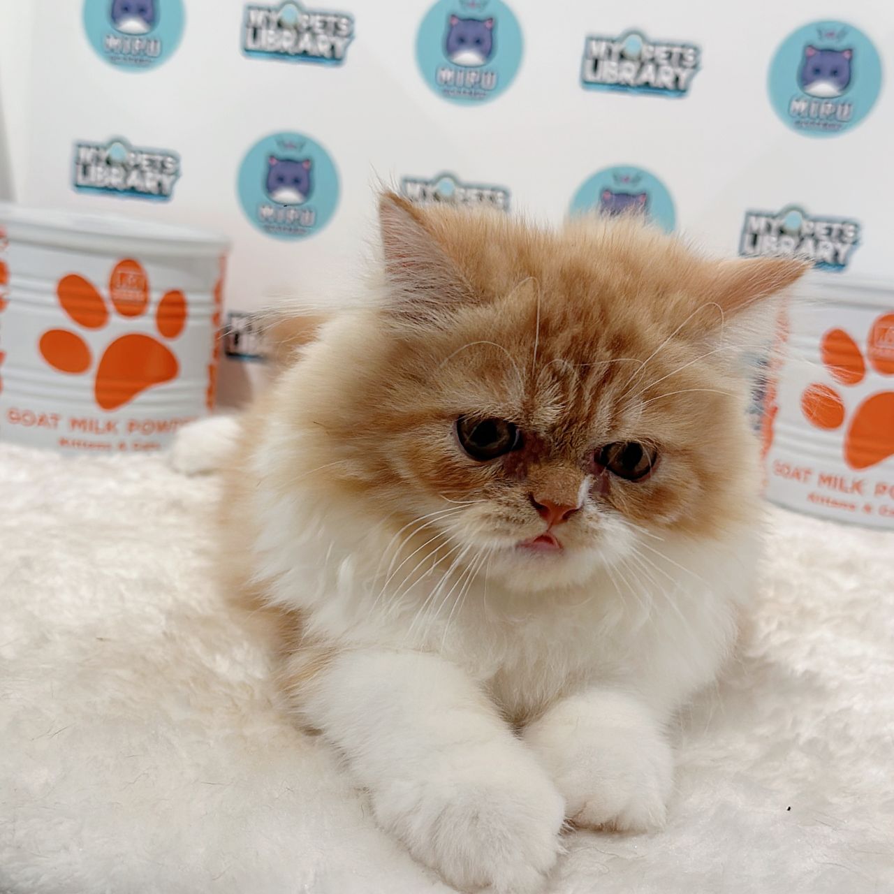 Persian Kitten (Male) For Sale