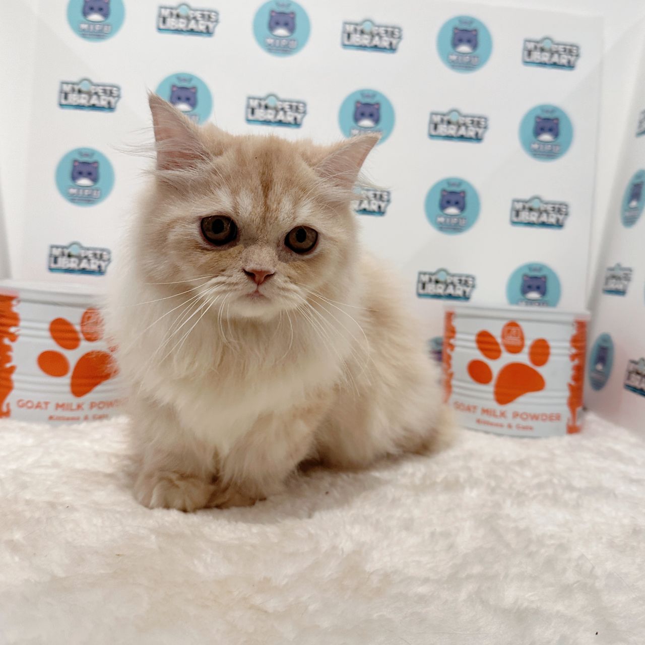 Super Short Minuet Napoleon Kitten (Male) For Sale