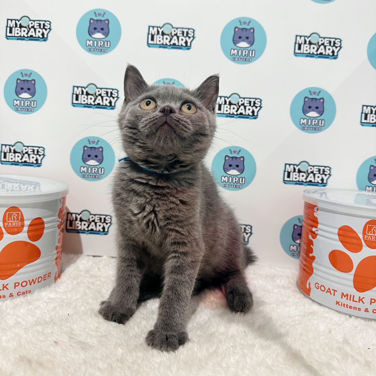 British Shorthair Kitten (Female) For Sale