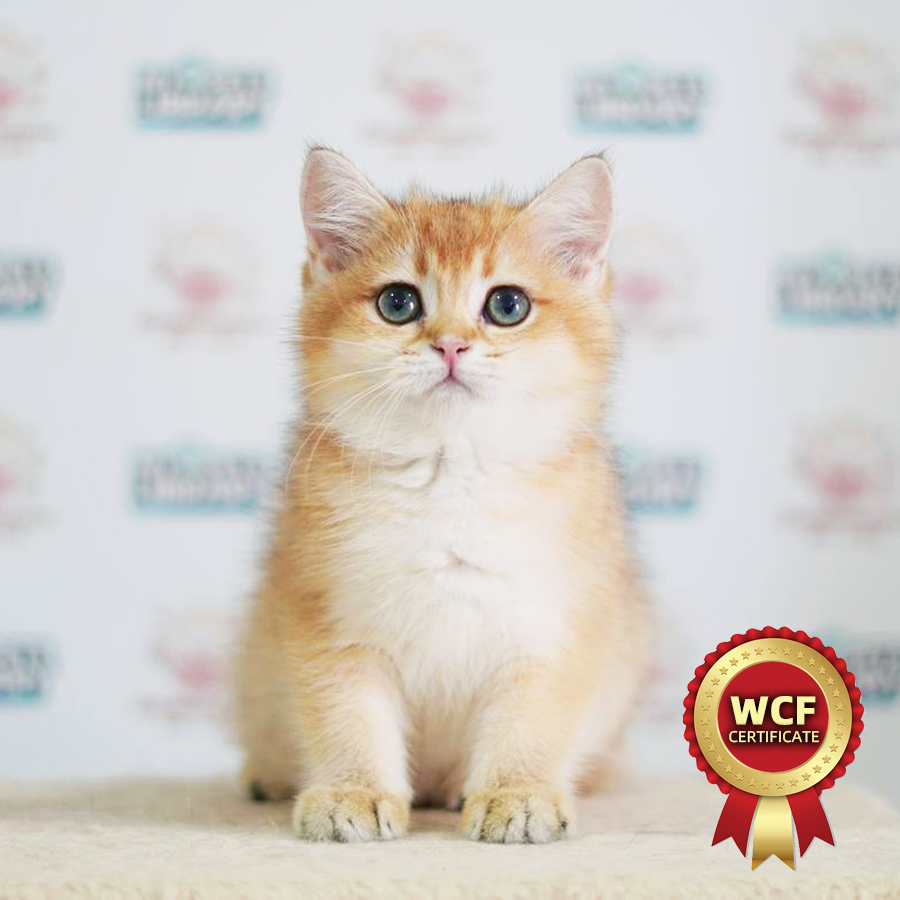 WCF British Shorthair Kitten (Female) For Sale