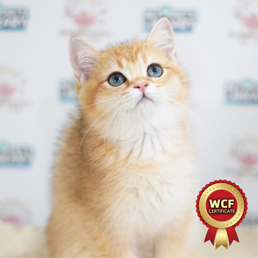 WCF British Shorthair Kitten (Male) For Sale