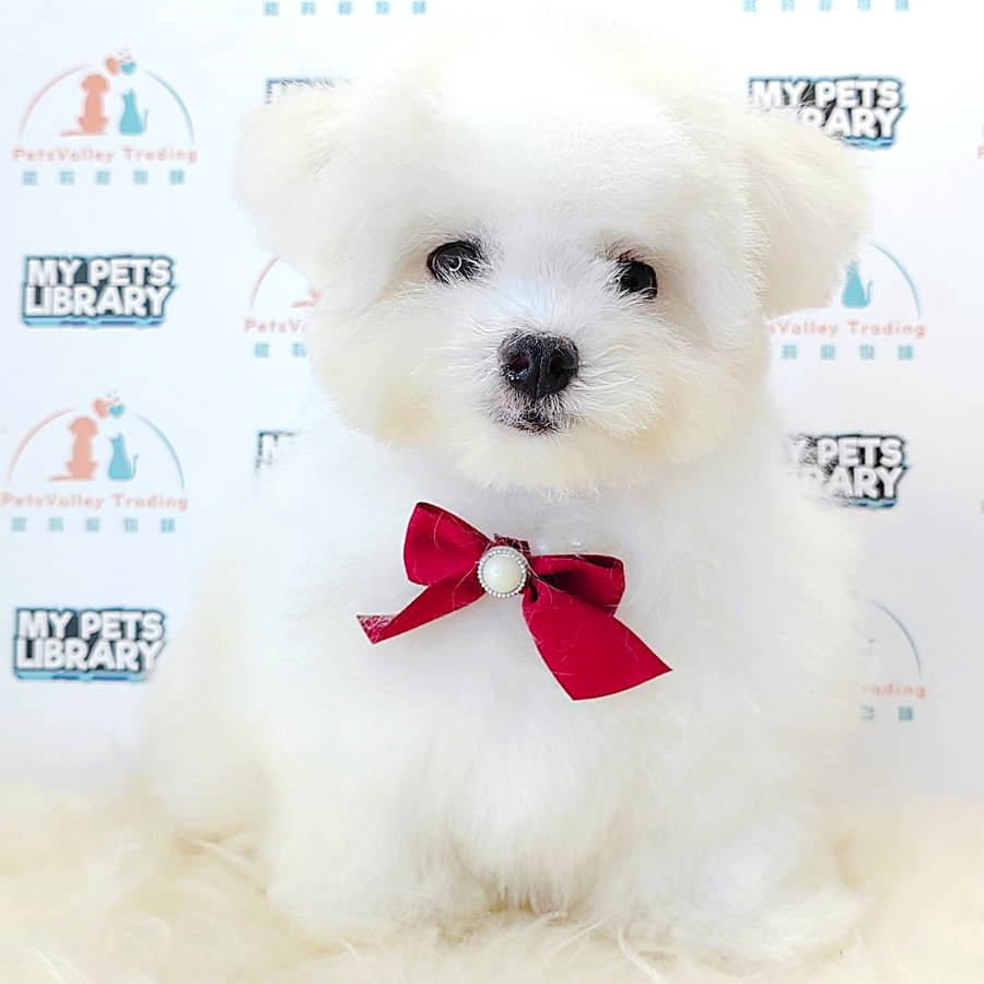 Maltipoo Puppy (Male) For Sale