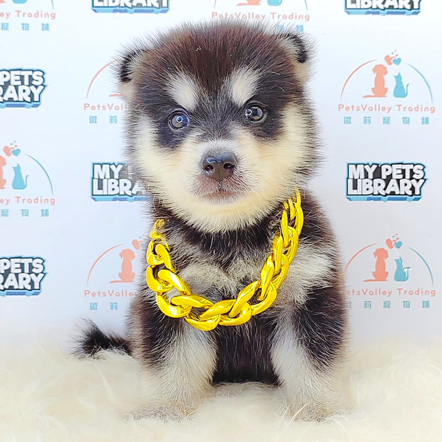 Pomsky Puppy (Male) For Sale