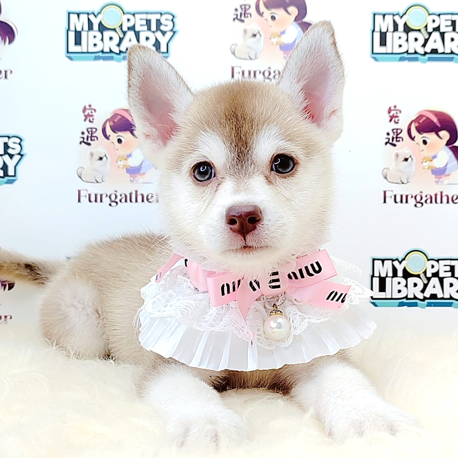 Pomsky Puppy (Female) For Sale