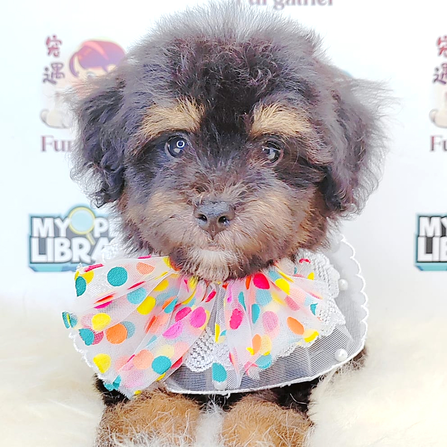 Tiny Toy Poodle Puppy (Male) For Sale
