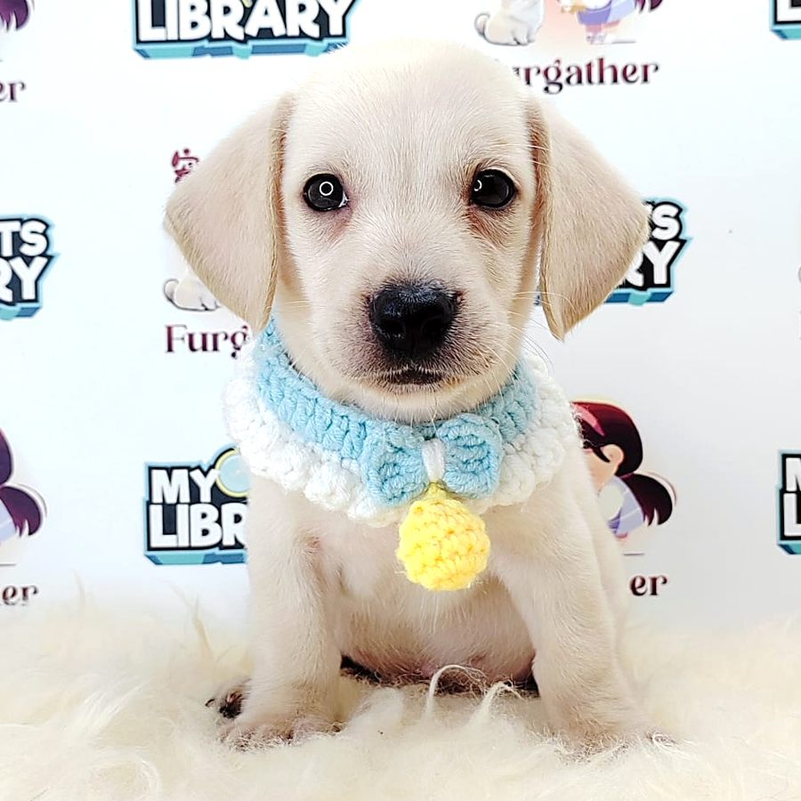 Daschund Puppy (Male) For Sale