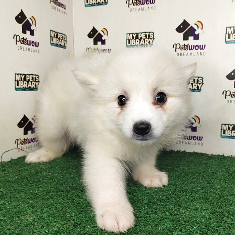Japanese Spitz Puppy (Female) For Sale