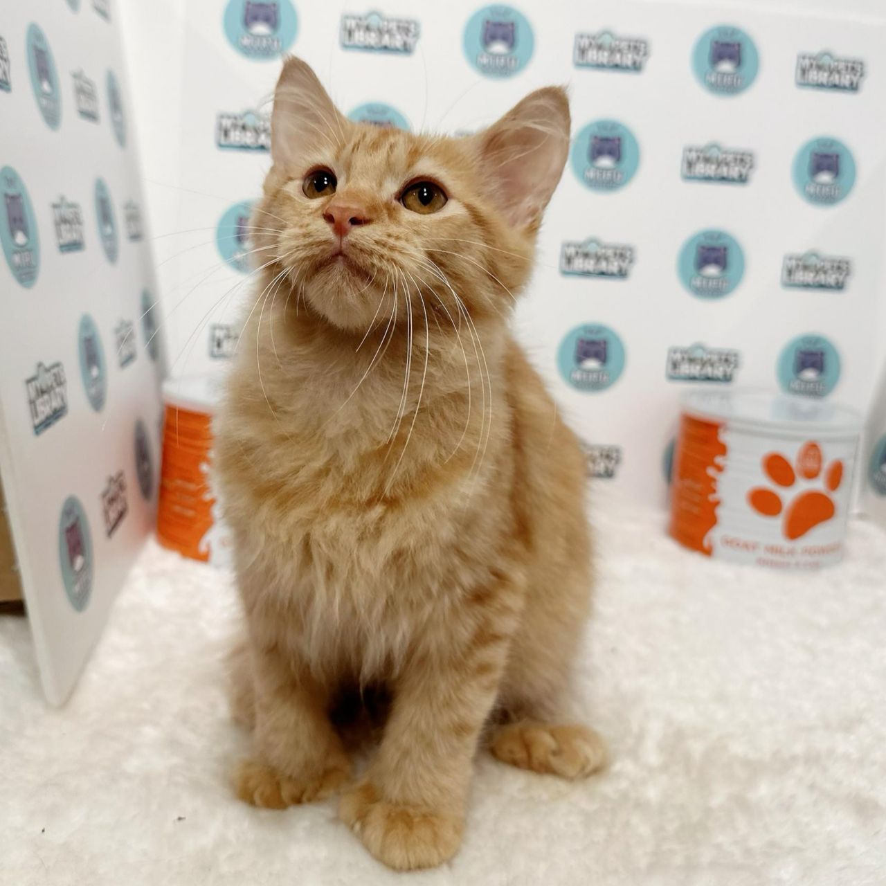 Maine Coon Kitten (Female) For Sale