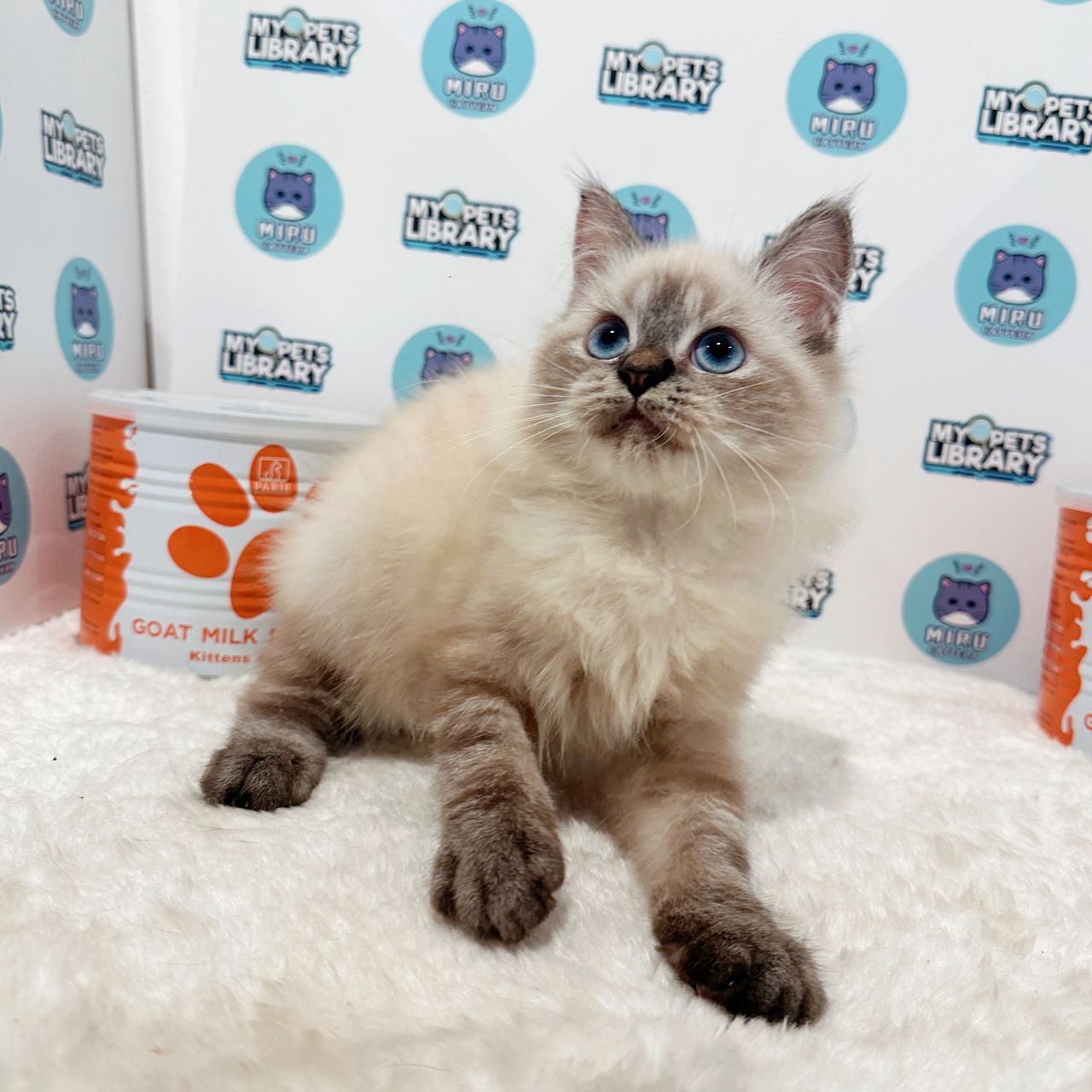 Himalayan Persian Kitten (Male) For Sale