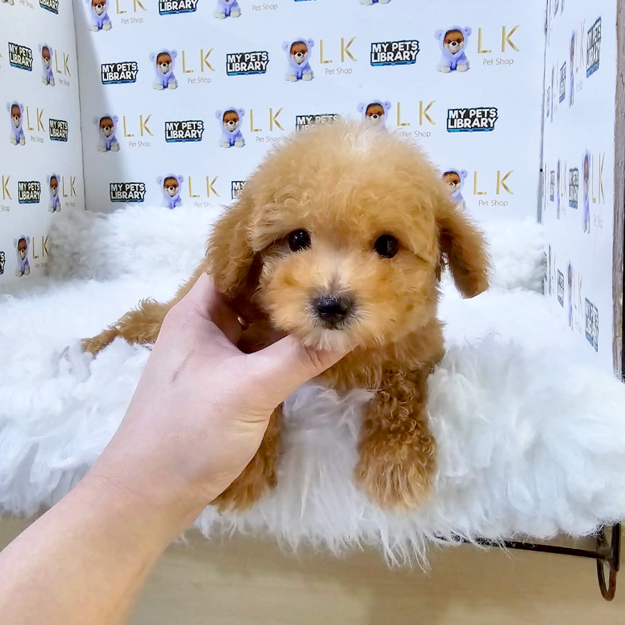 Maltipoo Puppy (Female) For Sale