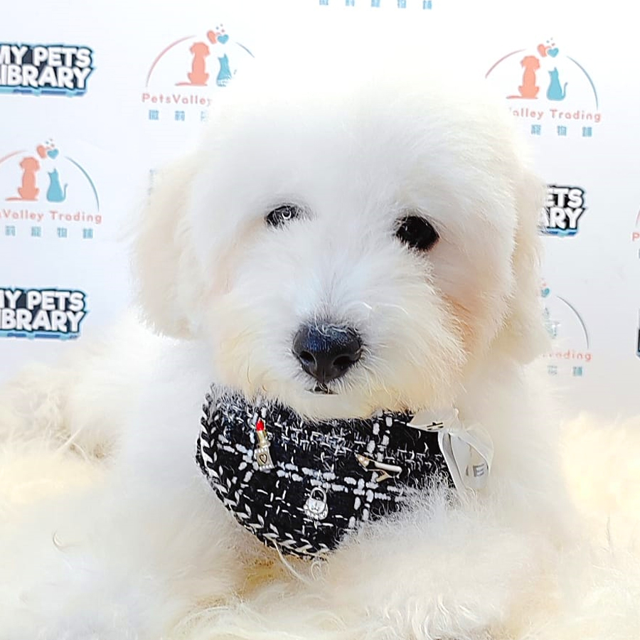 Toy Poodle Puppy (Male) For Sale