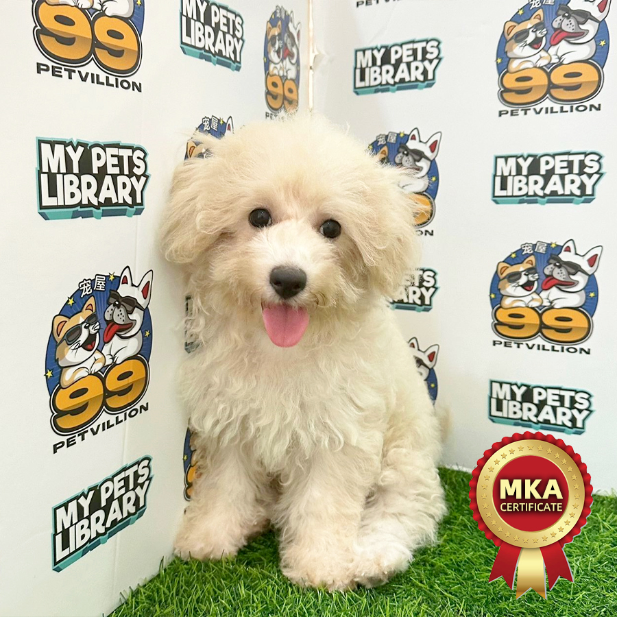 MKA Toy Poodle Puppy (Female) For Sale